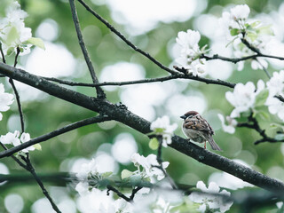 关于天气的手抄报