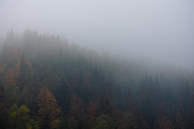 贵州省的车牌简称是什么？